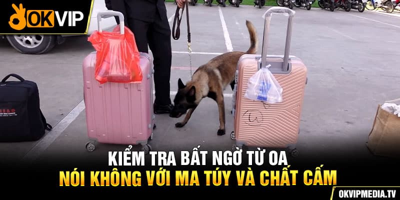 Kiểm tra bất ngờ từ OA nói không với ma túy và chất cấm