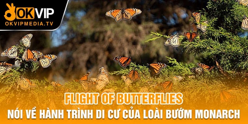 Flight Of Butterflies nói về hành trình di cư của loài bướm Monarch