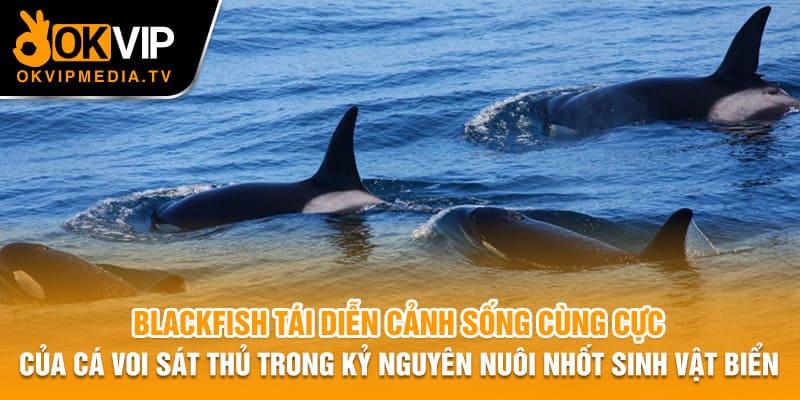 Blackfish tái diễn cảnh sống cùng cực của cá voi sát thủ trong kỷ nguyên nuôi nhốt sinh vật biển