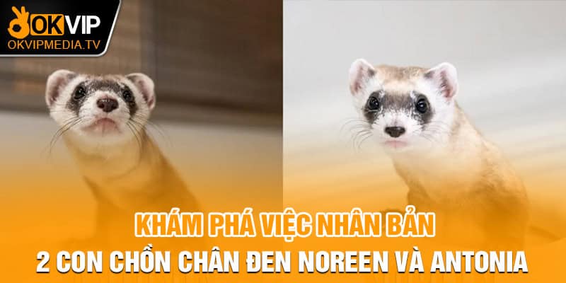 Khám phá việc nhân bản 2 con chồn chân đen Noreen và Antonia